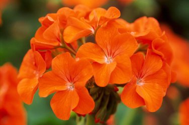 10 Pcs Geranium 'Orange Parfait' Orange Perennial Flowers Seed