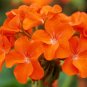 10 Pcs Geranium 'Orange Parfait' Orange Perennial Flowers Seed