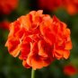 10 Pcs Geranium 'Orange Parfait' Orange Perennial Flowers Seed