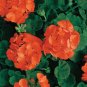 10 Pcs Geranium 'Orange Parfait' Orange Perennial Flowers Seed