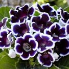 100 Pcs Rare Purple White Side Gloxinia Garden Perennial Flowering Plants 100 Pcs Rare Purple White Side Gloxinia Garden Perennial Flowering Plants