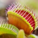 100 Pcs Catchfly Potted Plant Seeds Garden Venus Fly Trap Insectivorous Plant 100 Pcs Catchfly Potted Plant Seeds Garden Venus Fly Trap Insectivorous Plant