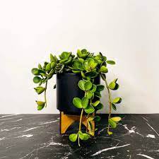 100 Pcs Succulent seedlings Rare Chinese Peperomia Tetraphylla Bonsai
