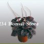 100 Pcs Succulent seedlings Rare Chinese Peperomia Tetraphylla Bonsai