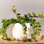 100 Pcs Succulent seedlings Rare Chinese Peperomia Tetraphylla Bonsai