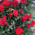 200 Pcs Mini Carnations Bonsai Balcony Potted Plants Dianthus Caryophyllus Mother Flower