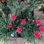 200 Pcs Mini Carnations Bonsai Balcony Potted Plants Dianthus Caryophyllus Mother Flower
