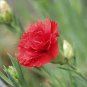 200 Pcs Mini Carnations Bonsai Balcony Potted Plants Dianthus Caryophyllus Mother Flower