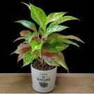 100 Pcs Aglaonema spp Sansevieria Bonsai Indoor Plants Radiation Protection Bonsai