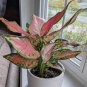 100 Pcs Aglaonema spp Sansevieria Bonsai Indoor Plants Radiation Protection Bonsai