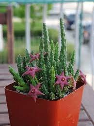 100 Pcs Stapelia Pulchella Bonsai Lithops Mix Succulents Raw Stone Cactus Plant