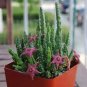 100 Pcs Stapelia Pulchella Bonsai Lithops Mix Succulents Raw Stone Cactus Plant