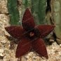 100 Pcs Stapelia Pulchella Bonsai Lithops Mix Succulents Raw Stone Cactus Plant
