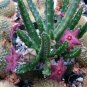 100 Pcs Stapelia Pulchella Bonsai Lithops Mix Succulents Raw Stone Cactus Plant