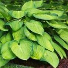 100 Pcs Hosta Plants,Hosta 'Whirl Wind'