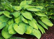 100 Pcs Hosta Plants,Hosta 'Whirl Wind'