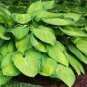 100 Pcs Hosta Plants,Hosta 'Whirl Wind'