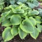 100 Pcs Hosta Plants,Hosta 'Whirl Wind'