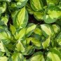 100 Pcs Hosta Plants,Hosta 'Whirl Wind'
