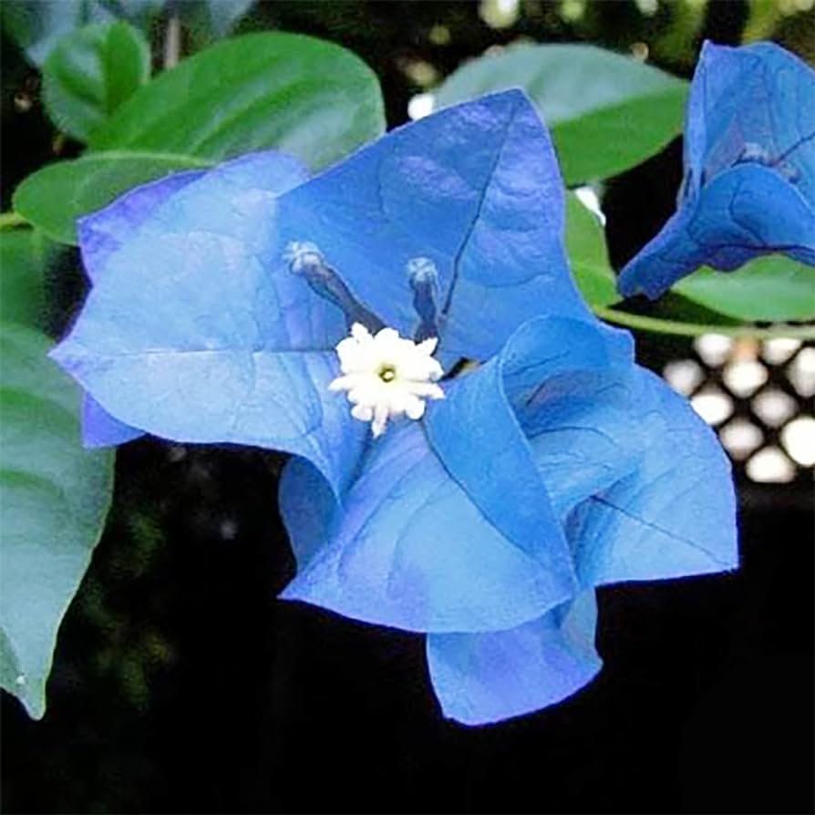 50 Pcs Balcony Blue Bougainvillea Outdoor Netherlands Blooming Spectabilis Willd Flower