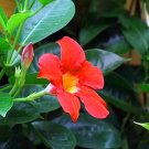 100 Pcs Mandevilla Sanderi Plants,Dipladenia sanderi Garden 100 Pcs Mandevilla Sanderi Plants,Dipladenia sanderi Garden