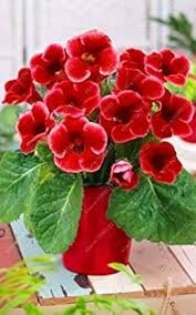 100 Pcs Gloxinia Plant, Seed sinningia Gloxinia Bonsai, Charming Gloxinia Flower