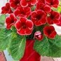 100 Pcs Gloxinia Plant, Seed sinningia Gloxinia Bonsai, Charming Gloxinia Flower