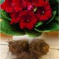 100 Pcs Gloxinia Plant, Seed sinningia Gloxinia Bonsai, Charming Gloxinia Flower