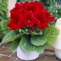 100 Pcs Gloxinia Plant, Seed sinningia Gloxinia Bonsai, Charming Gloxinia Flower