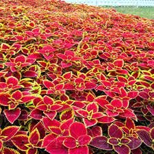 100 Pcs Chinese Rare Original Natural Organic Red Coleus Bonsai Beautiful Blumei Planting