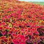 100 Pcs Chinese Rare Original Natural Organic Red Coleus Bonsai Beautiful Blumei Planting