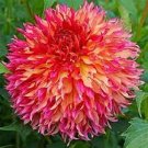 100 Pcs Gorgeous Dahlia Flower (Not Dahlia Bulbs) Beautiful Dahlia Bonsai Flower