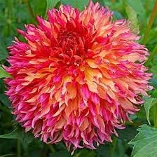 100 Pcs Gorgeous Dahlia Flower (Not Dahlia Bulbs) Beautiful Dahlia Bonsai Flower