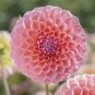 100 Pcs Gorgeous Dahlia Flower (Not Dahlia Bulbs) Beautiful Dahlia Bonsai Flower
