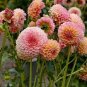 100 Pcs Gorgeous Dahlia Flower (Not Dahlia Bulbs) Beautiful Dahlia Bonsai Flower