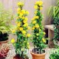 50pcs Garden Flower Bonsai Kerria Japonica Sophora Japonica