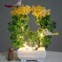 50pcs Garden Flower Bonsai Kerria Japonica Sophora Japonica