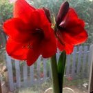 100 pcs Amaryllis Chinese Bonsai Amarilis Planting