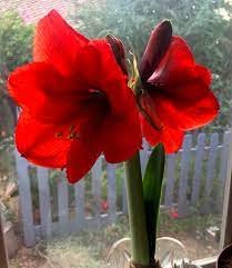 100 pcs Amaryllis Chinese Bonsai Amarilis Planting
