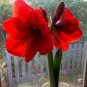 100 pcs Amaryllis Chinese Bonsai Amarilis Planting