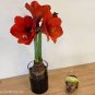 100 pcs Amaryllis Chinese Bonsai Amarilis Planting