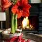 100 pcs Amaryllis Chinese Bonsai Amarilis Planting