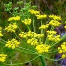 10 pcs Rue Lithuanian Flowers,can Drive Flies, Vanilla Flowers