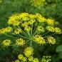 10 pcs Rue Lithuanian Flowers,can Drive Flies, Vanilla Flowers