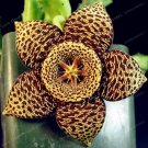 200 pcs Exotic Rare Cactus Bonsai Stapelia Pulchella Bonsai Lithops 200 pcs Exotic Rare Cactus Bonsai Stapelia Pulchella Bonsai Lithops