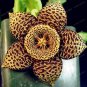 200 pcs Exotic Rare Cactus Bonsai Stapelia Pulchella Bonsai Lithops
