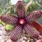 200 pcs Exotic Rare Cactus Bonsai Stapelia Pulchella Bonsai Lithops