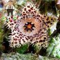 200 pcs Exotic Rare Cactus Bonsai Stapelia Pulchella Bonsai Lithops