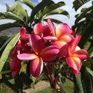 100 pcs Japanese Style Plumeria Plant Potted Bonsai