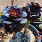 100 pcs Aeonium arboreum 'Zwartkop' Bonsai Succulents Plants Black mage Flower Potted